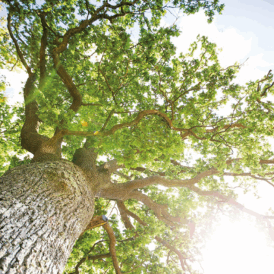 Blick hoch zur Eiche, ein eine lichte Baumkrone. Die Sonne scheint durch.