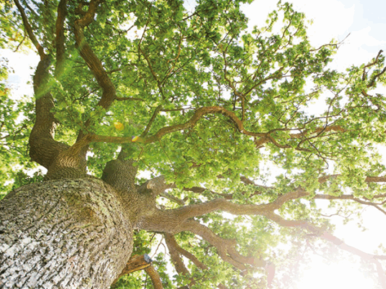 Blick hoch zur Eiche, ein eine lichte Baumkrone. Die Sonne scheint durch.