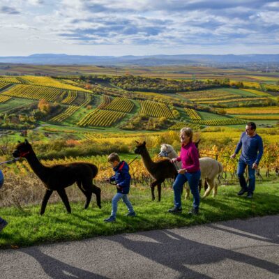 Alpaka-Wanderung mit Blick über die Reben