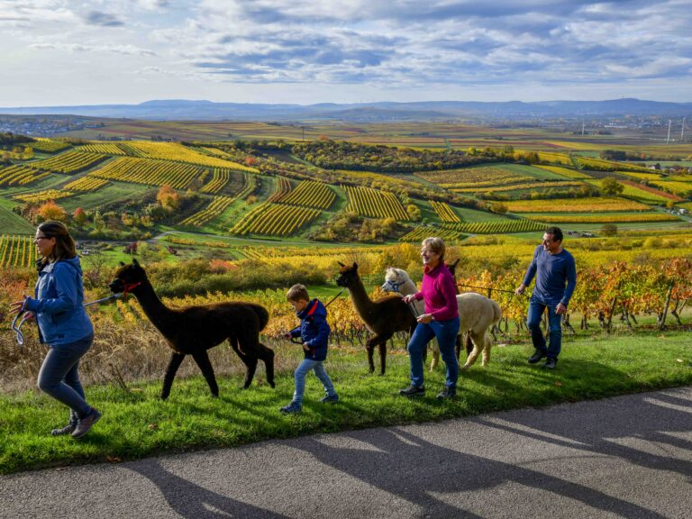 Alpaka-Wanderung mit Blick über die Reben